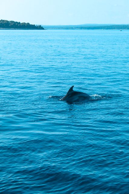 Pula: Brijuni Sunset Dolphin Cruise with Dinner & Drinks - Overview of the Experience
