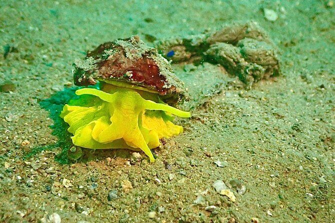 Pula Discover Scuba Diving Package - Practical Details for Planning Your Dive