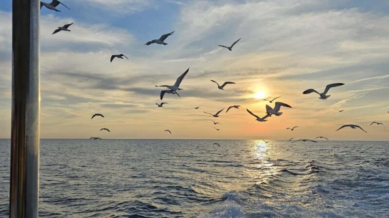 Pula: Dolphin Sunset Cruise to Brijuni with Dinner & Drinks - Authentic Experiences and Review Highlights