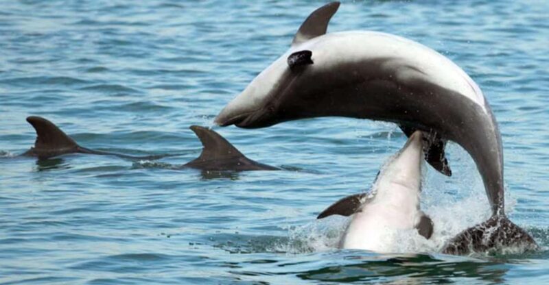 Pula Dolphin Watching Boat Trip - An In-Depth Look at the Pula Dolphin Watching Boat Trip