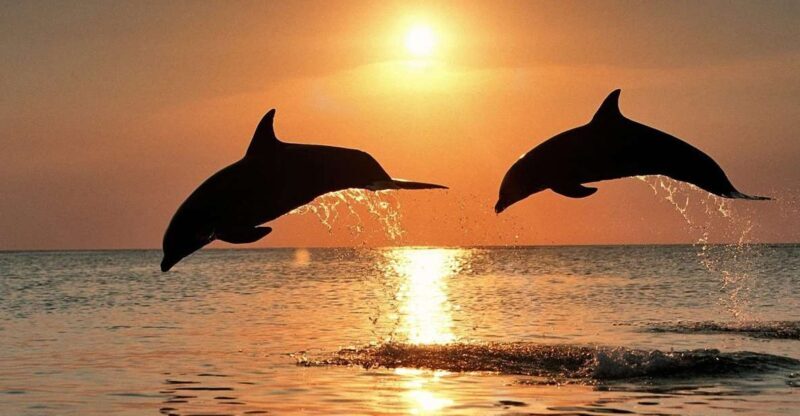 Pula: Dolphin Watching in Brijuni Park with Dinner & Drinks - Who Should Consider This Tour?