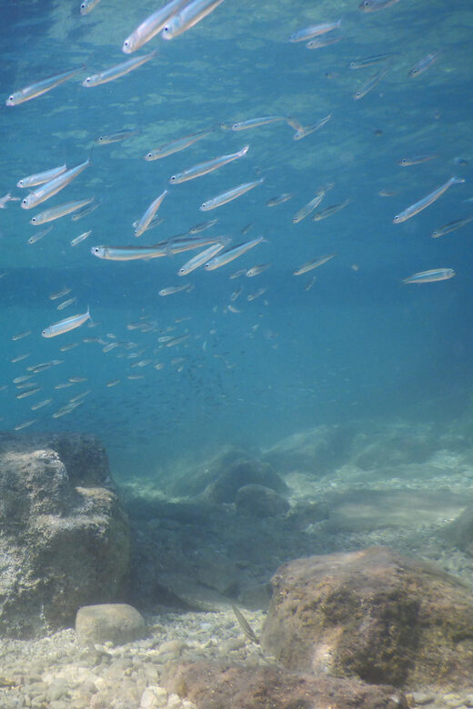 Pula: Introduction to Scuba Diving for Kids (age 8-10) - Why This Tour Works for Families