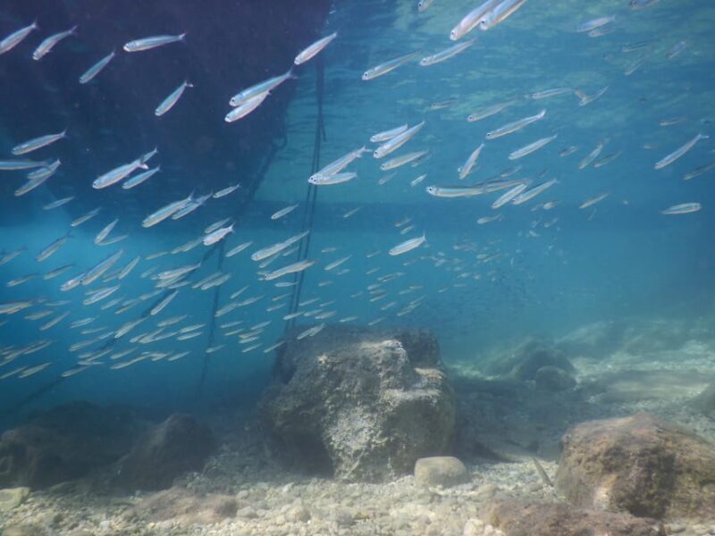 Pula: Introduction to Scuba Diving for Kids (age 8-10) - Final Thoughts