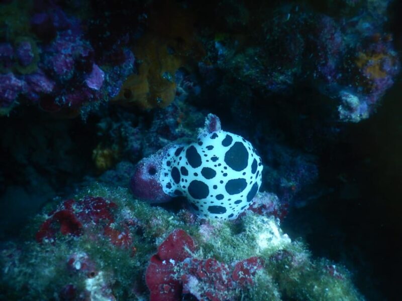 Pula: Introduction to Scuba Diving for Kids (age 8-10) - Safe Environment at Housereef