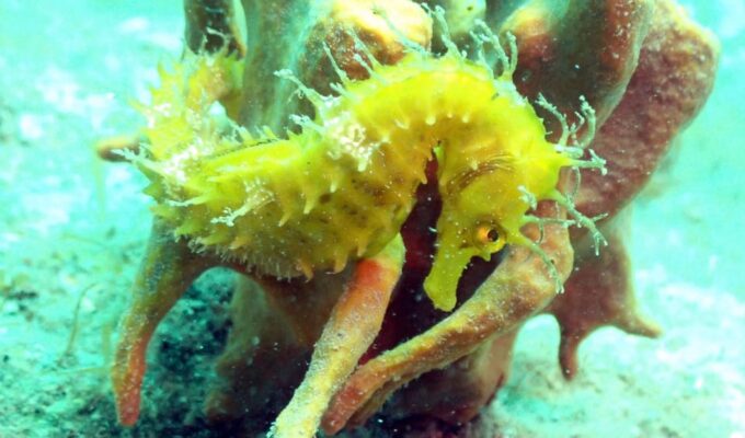 Pula: Introduction to Scuba Diving - Frequently Asked Questions