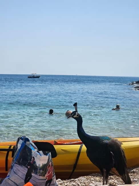 Pula: Kayak Tour to Island St. Jerolim and Kozada - What Makes This Tour Special