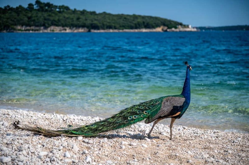 Pula: National Park Brijuni/2 swimming stops/lunch/drinks - FAQ