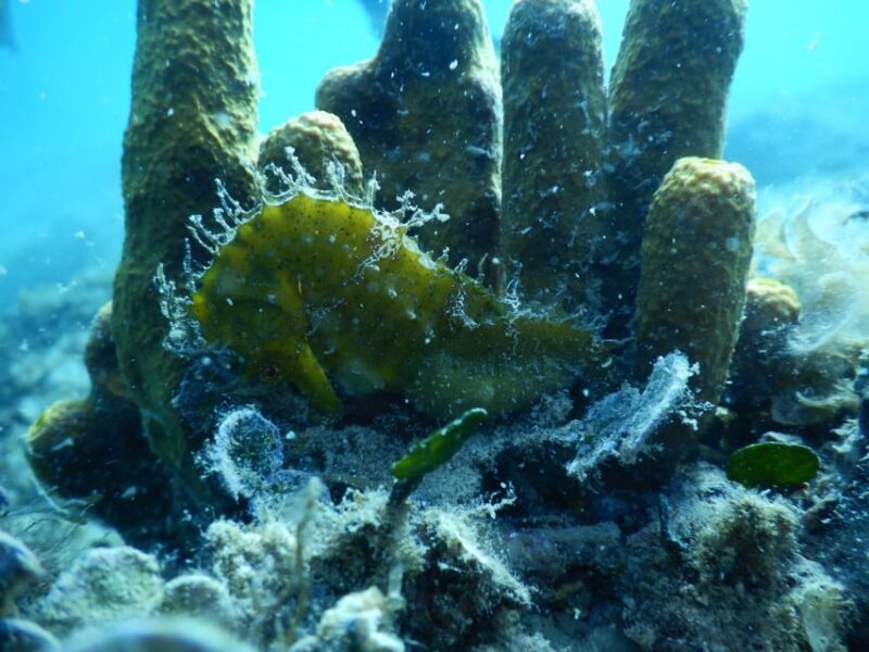 Pula: Private Introduction to Scuba Diving - Who Should Consider This Tour?