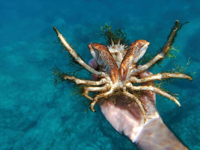 Pula Snorkeling Adventure Boat Trip - What’s Included and What to Bring