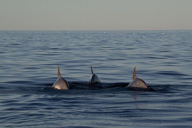 Pula Sunset Cruise: Brijuni Views, Drinks, Romance (Max 6 Guests) - Who Will Love This Tour?