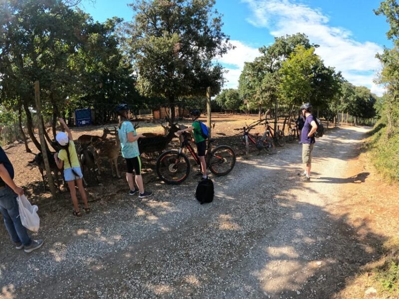 Pula-Vodnjan-Rovinj: E-Bike swim & forteress tour - Who Should Consider This Tour?