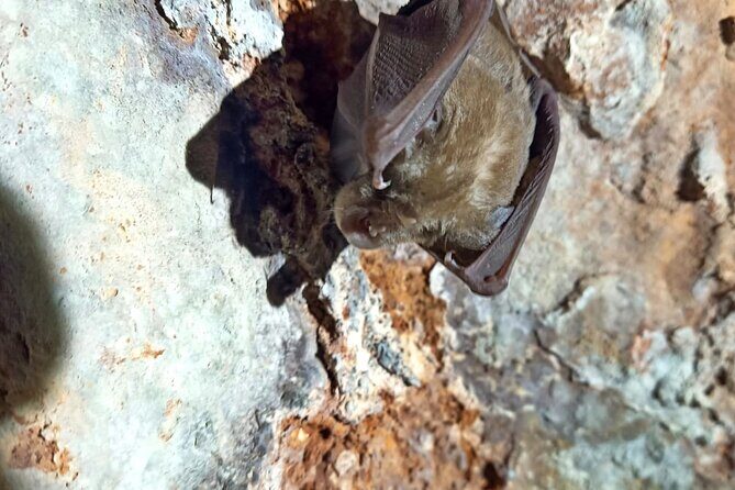 Pulo di Altamura: excursion in the Alta Murgia National Park - What Makes This Tour Stand Out?