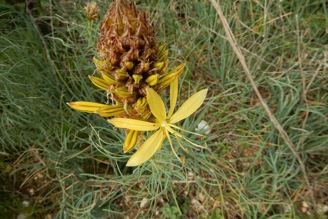 Pulo di Altamura: excursion in the Alta Murgia National Park - Authentic Experiences and Practical Details