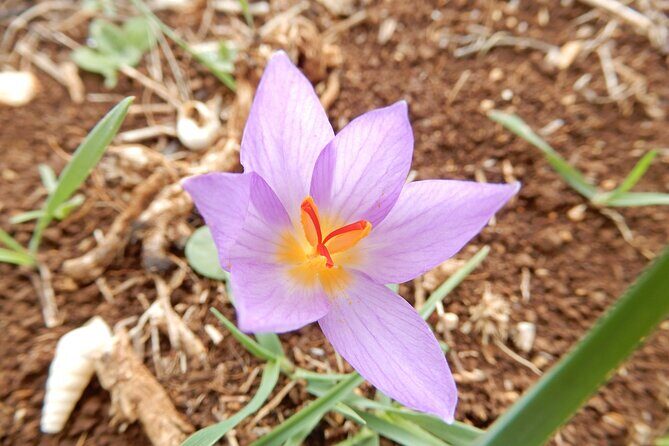 Pulo di Altamura: excursion in the Alta Murgia National Park - Summary: Who Should Consider This Tour?