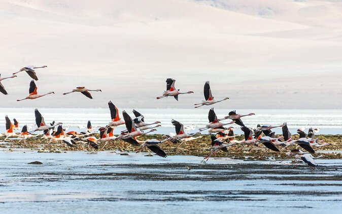 Puna Salt Flats - Full Day Tour - San Pedro De Atacama - Must Visit - Good To Know