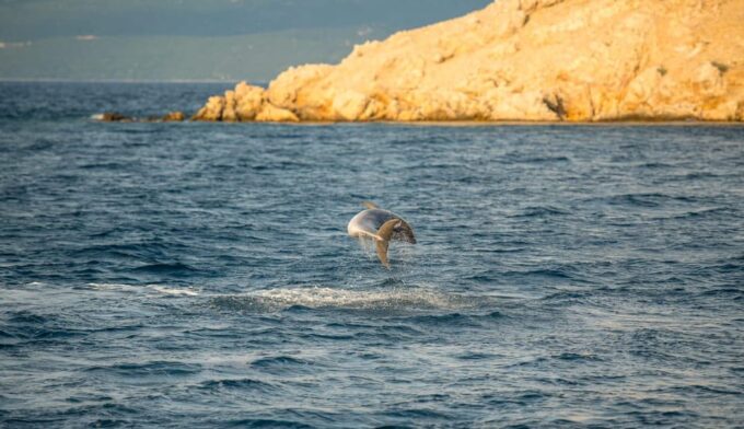 Punat, Cruise and Swim at Golden Beach and Blue Cave - Customer Reviews