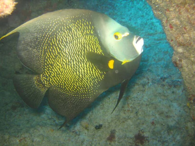 Punta Cana: 2-Tank Dive Trip for Certified Divers - The Itinerary: What to Expect from Start to Finish