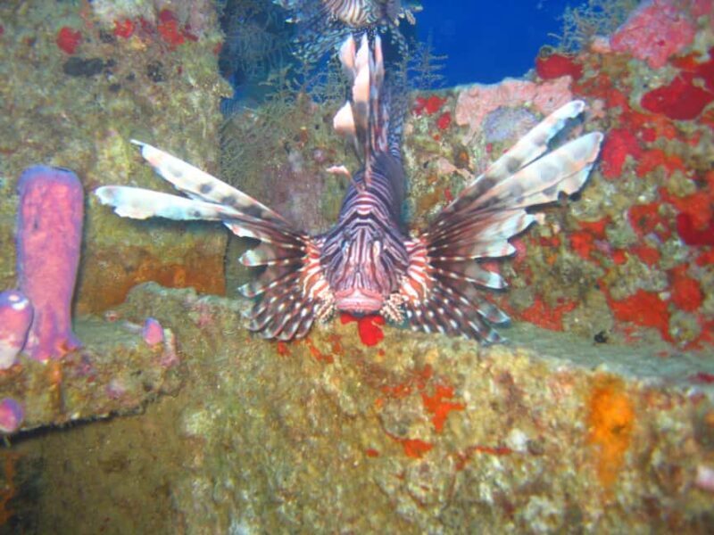 Punta Cana: 2-Tank Dive Trip for Certified Divers - Practical Details and Considerations