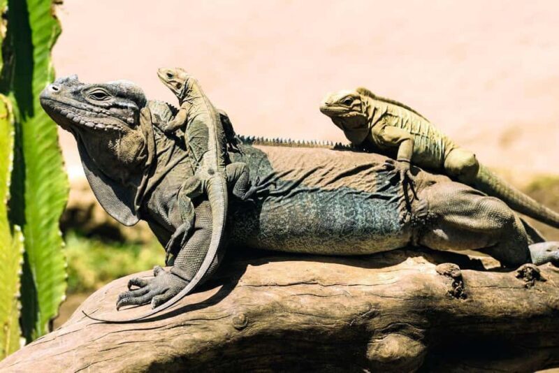 Punta Cana: Anamaya Mountains Walking Tour with Tasting - Tasting Local Products and Supporting Rural Communities