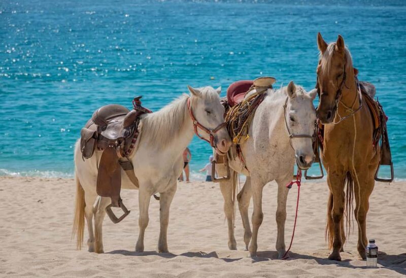 Punta Cana Beach Horseback Riding Tour - Who Will Enjoy This Tour?