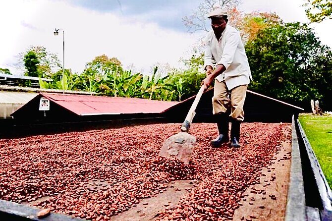 Punta Cana Buggy Adventure - Practical Tips for Participants