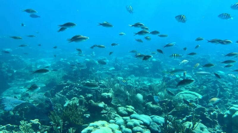 Punta Cana: Catalina Island Snorkeling Tour with Lunch - The Sum Up