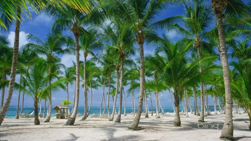 Punta Cana: Catamaran Day Trip to Catalina Island with Lunch - Who Would Enjoy This Experience?