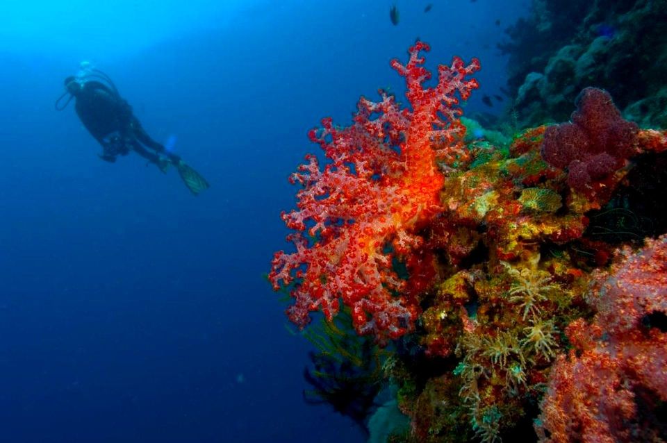 Punta Cana Coastal Diving Adventure - Key Points