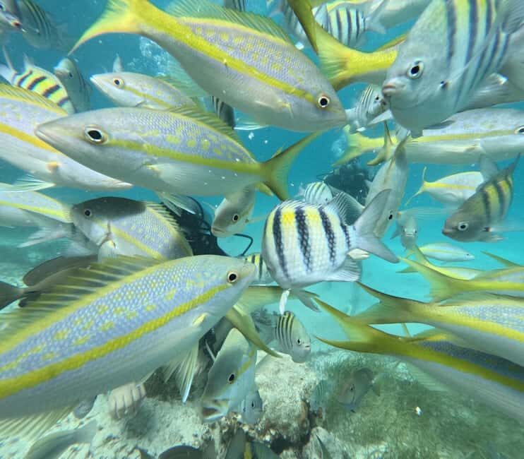 Punta Cana: Discover Scuba Diving Experience for Beginners - Key Points