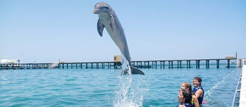 Punta Cana Dolphin Adventure: 40-Minute Interaction - FAQs