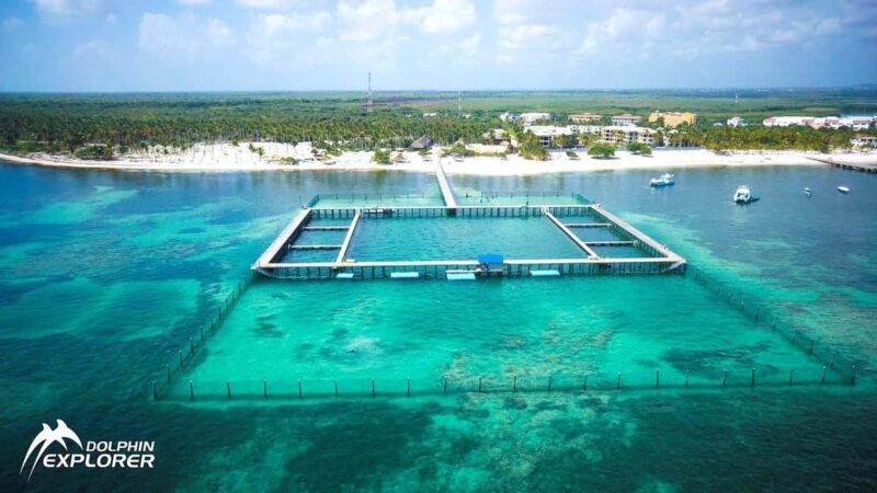 Punta Cana Dolphin Experience: 50 Minutes of Water Fun - Key Points