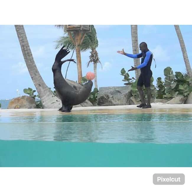 Punta Cana: Dolphin Explorer Park Entry, Swim, or Encounter - Authentic Experiences and Authenticity