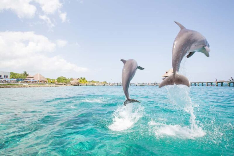 Punta Cana: Dolphin Explorer Swims and Interactions - Practical Tips for Your Dolphin Experience