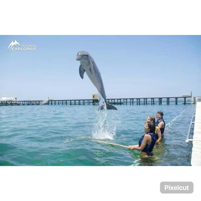 Punta Cana: Dolphin Park Entry and Swim with Dolphins - FAQ