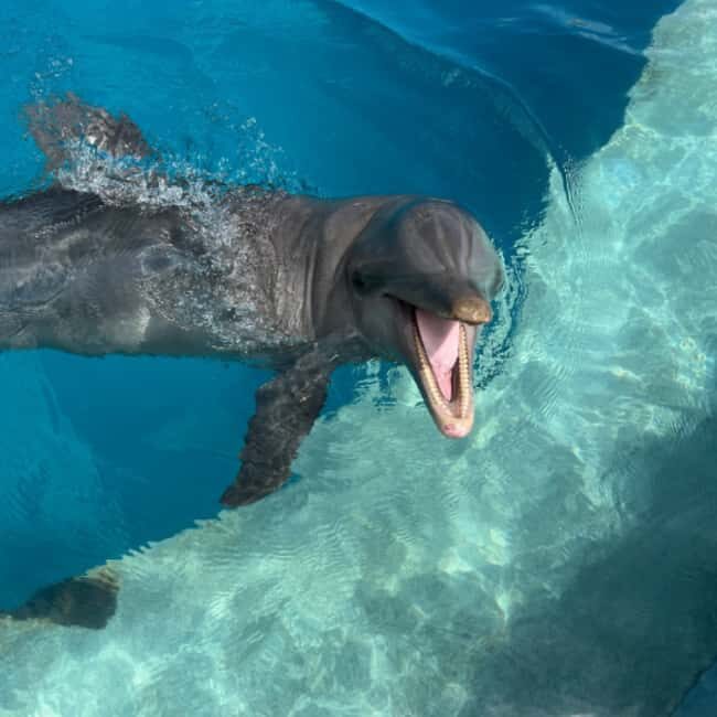 Punta Cana: Enjoy Dolphin Free Hotel Pickup - Transportation and Group Size: What It Means for You