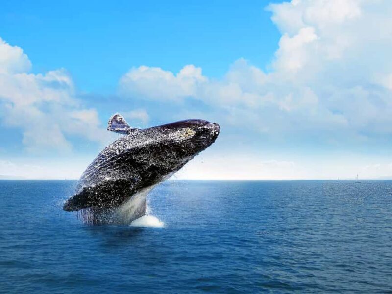 Punta Cana: Excursión a Samaná, Cayo Levantado y El Limón - Key Points