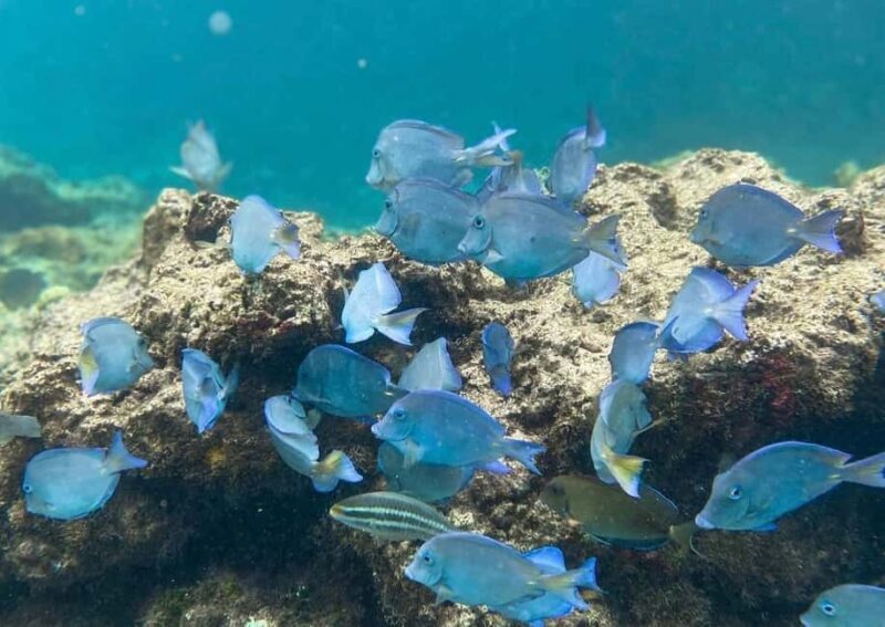 Punta Cana: Full-day Snorkelling Tour in Catalina Island - What’s the Tour Like in Practice?