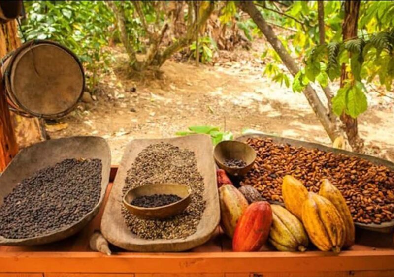 Punta Cana: Half-Day Buggy Tour with PickUp & Macao Beach - Who Should Consider This Tour?