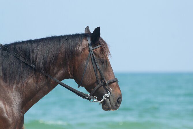 Punta Cana Horseback Riding Adventure - Authenticity and Real Traveler Feedback