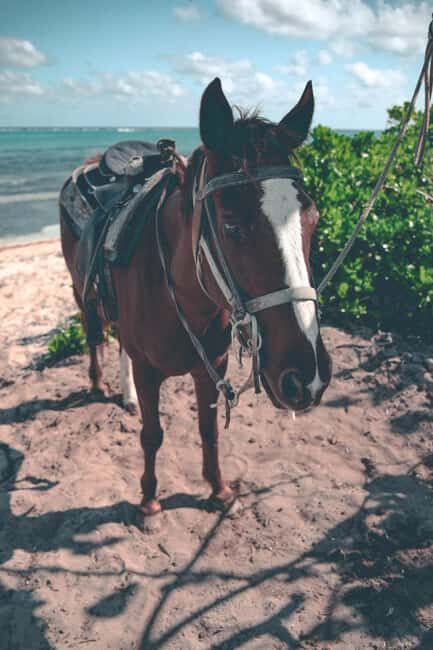 Punta Cana: Horseback Riding Tour with Sunset at Macao Beach - Practical Details and Tips