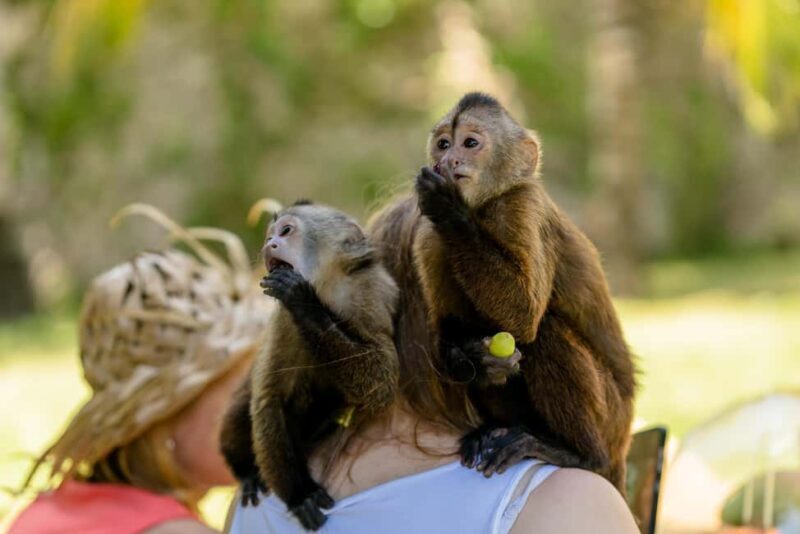 Punta Cana: Interactive Experience at Monkey House - The Complete Breakdown of What to Expect