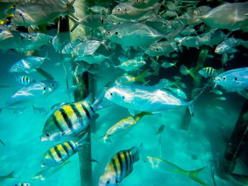 Punta Cana: Marinarium Snorkeling Cruise - Practicalities and Tips for Travelers