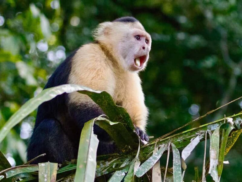 Punta Cana: Monkey Adventure by Jhoraji With Hotel Pick-Up - An Overview of the Experience