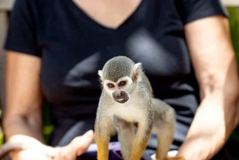 Punta Cana: Monkeyland Half-Day Tour with Snacks and Guide - A Detailed Look at the Monkeyland Half-Day Tour