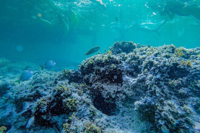 Punta Cana Private Catamaran with Snorkeling & Natural Pool - The Sum Up