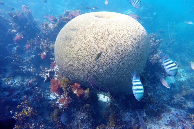 Punta Cana Private Cruise up to 10 people - Frequently Asked Questions