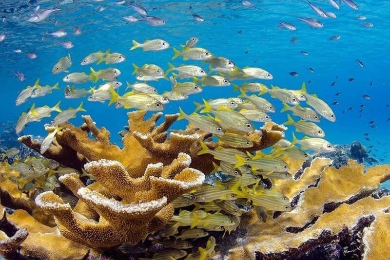 Punta Cana: Private Guided Power Dive Adventure with Music - Key Points