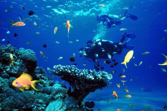 Punta Cana Reef Diving Adventure Explore Underwater Wonders - Why This Tour Could Be Perfect for You