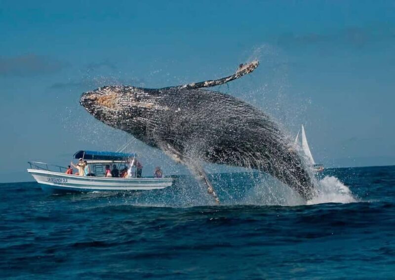 Punta Cana: Samaná Peninsula Whale Watching Day Trip - A Detailed Look at the Tour Experience