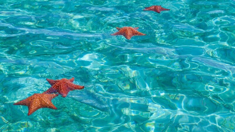 Punta Cana: Saona Island Tour & catamaran food & open Bar - Frequently Asked Questions